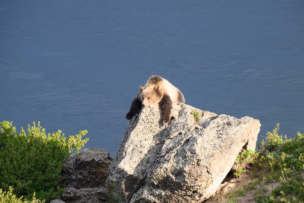 Bear resting on a rock near a lake